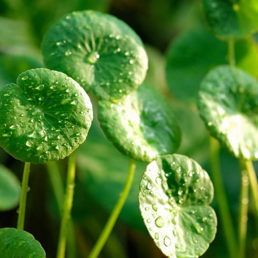 Centella Asiatica : La Plante Miracle pour une Peau Saine